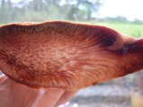 The beefsteak fungus, an amazing piece of nature!